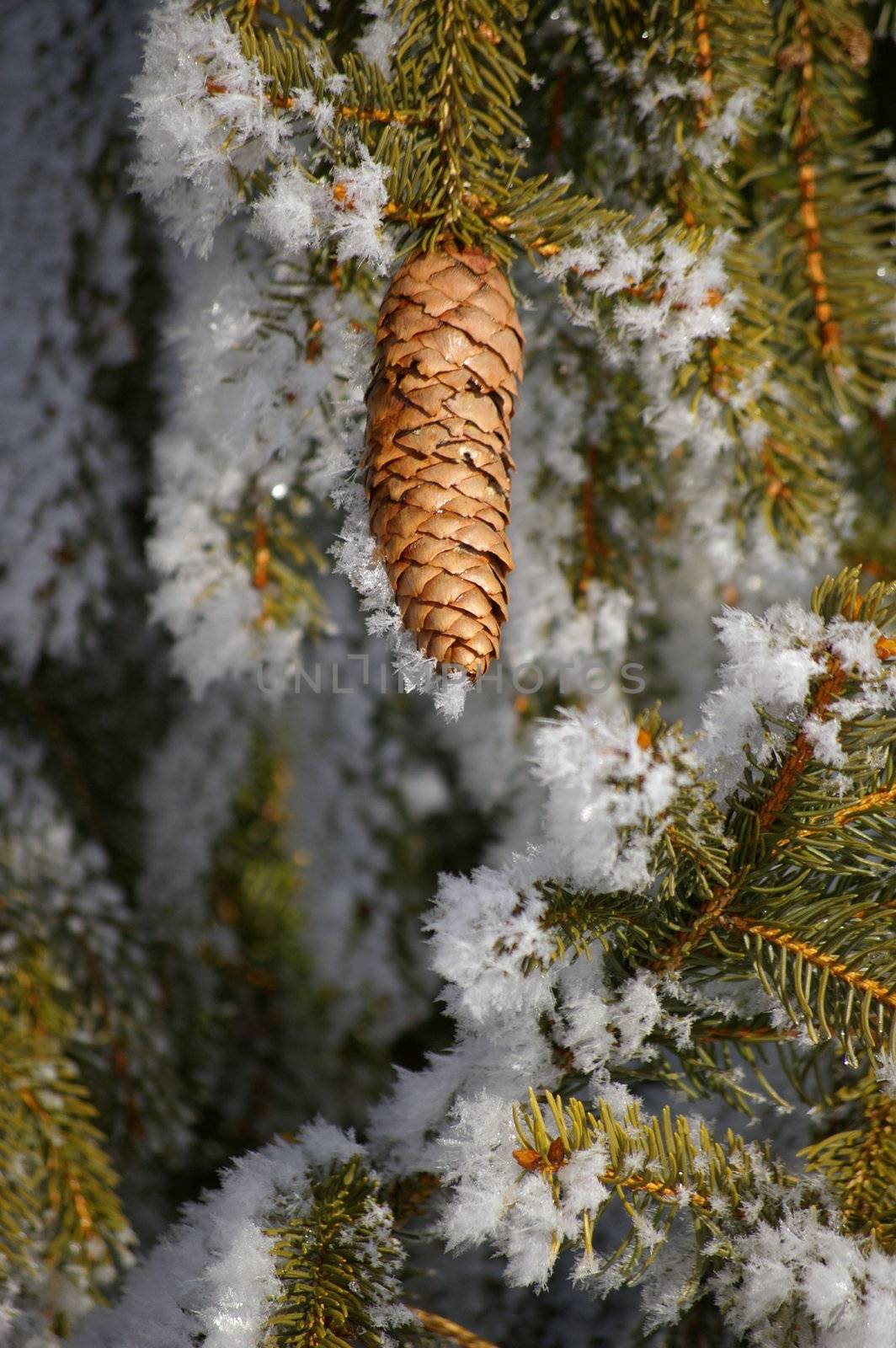a fir cone on a branche in winter
