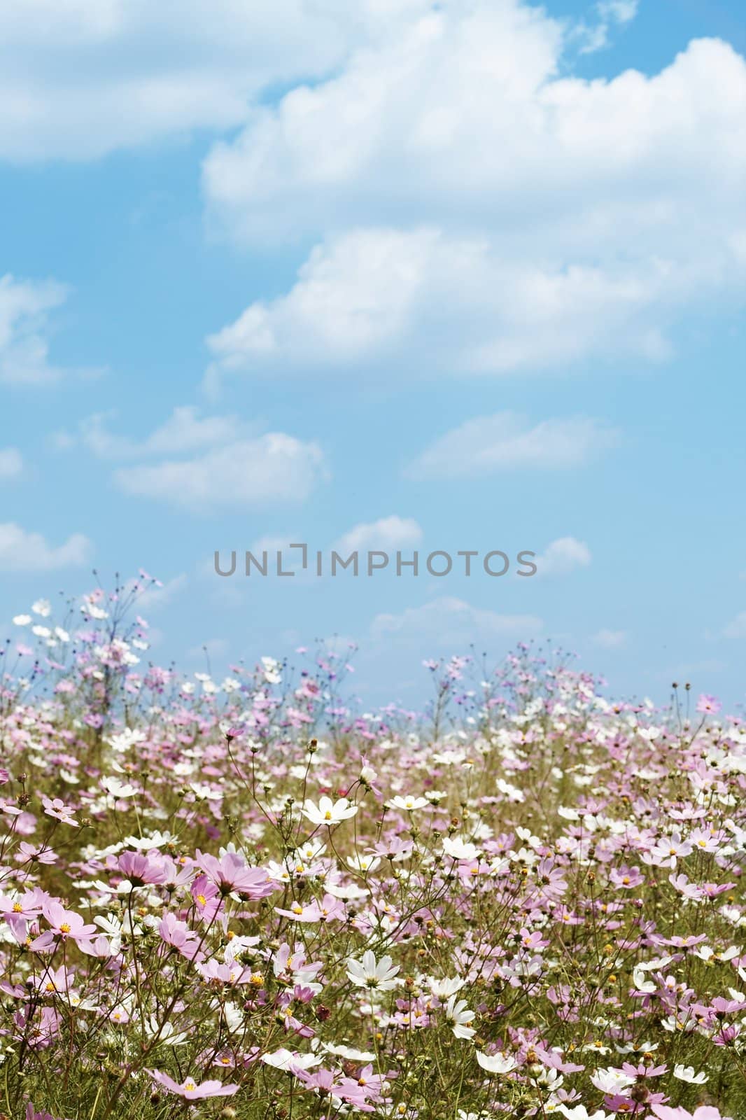 Field of beautiful wild pink and white cosmos flowers in South Africa