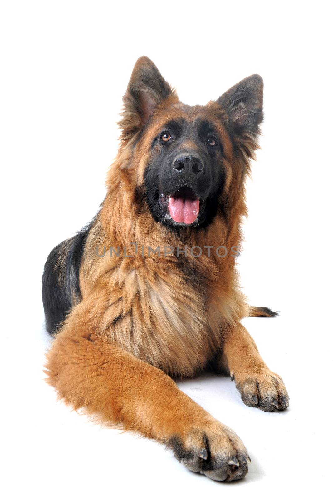 portrait of a  purebred german shepherd in front of white background