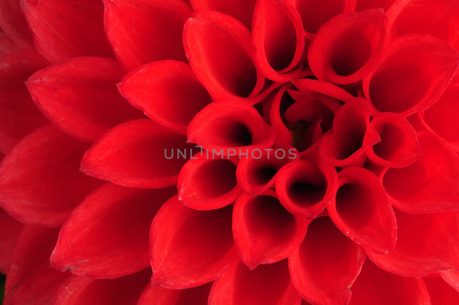 Macro shot of a Dahlia flower