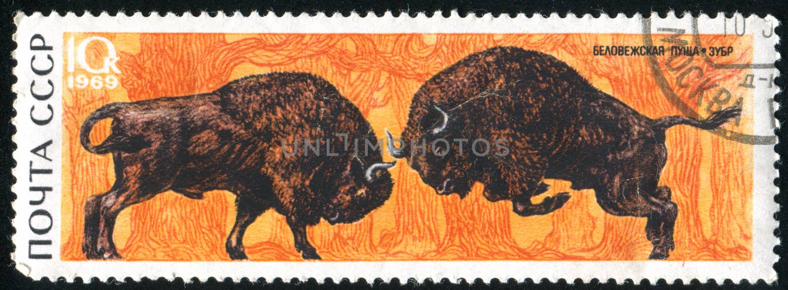 RUSSIA - CIRCA 1969: stamp printed by Russia, shows Fighting bison, circa 1969.