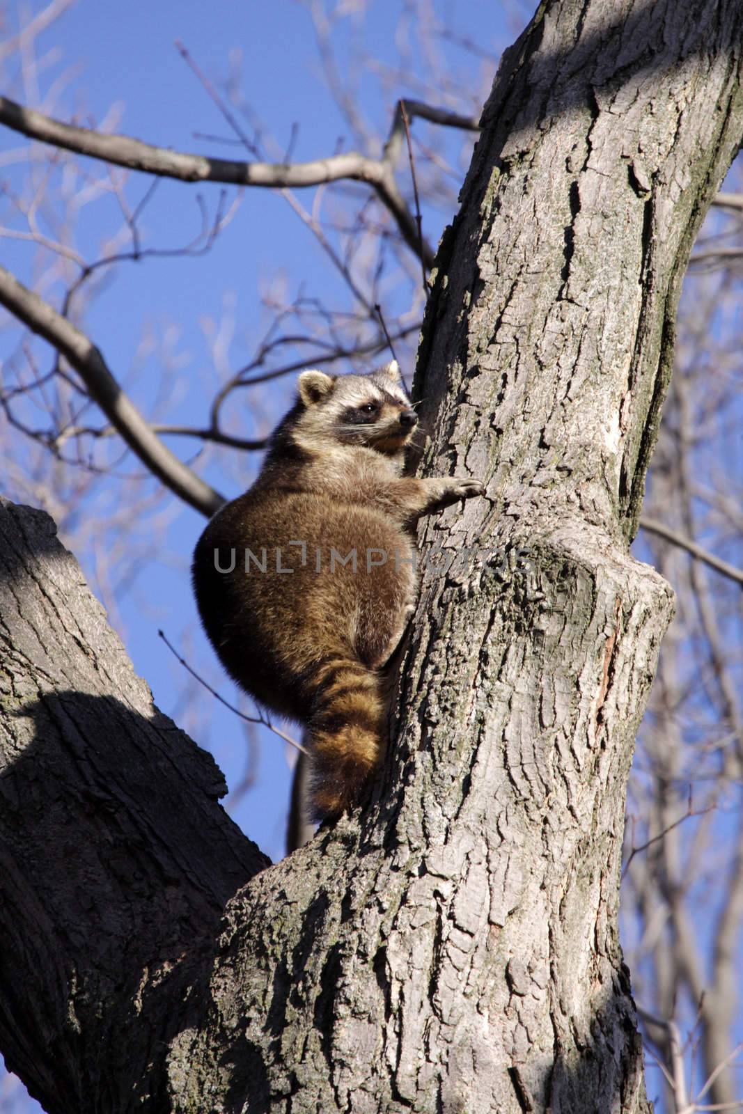 A raccoon (Procyon lotor) perched in a tree.
