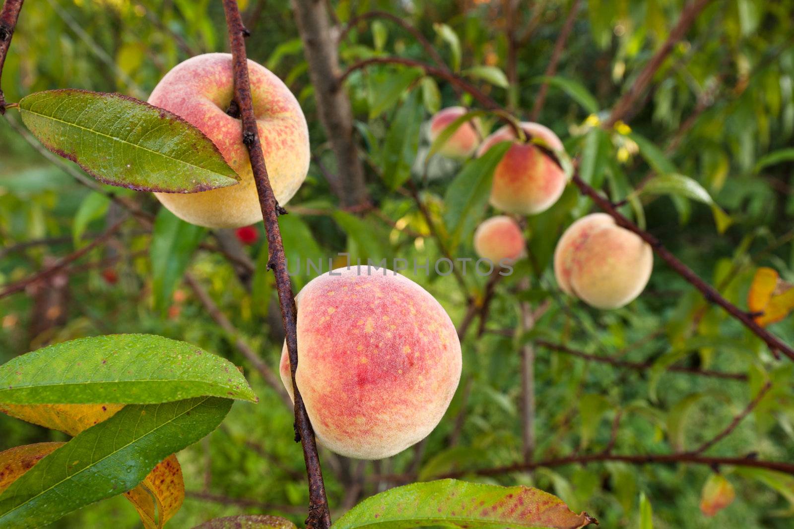 Ripe fruits from the peach tree. Close up