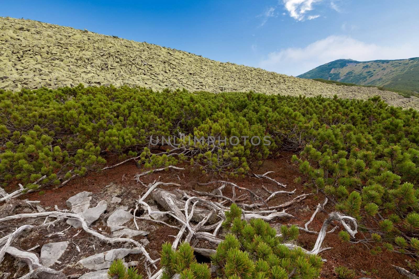 Carpathians mountains by igor_stramyk