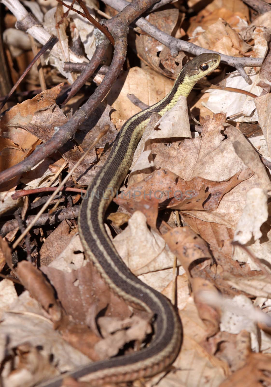 A focused eastern garter snake (Thamnophis sirtalis), peering through some dead leaves.
