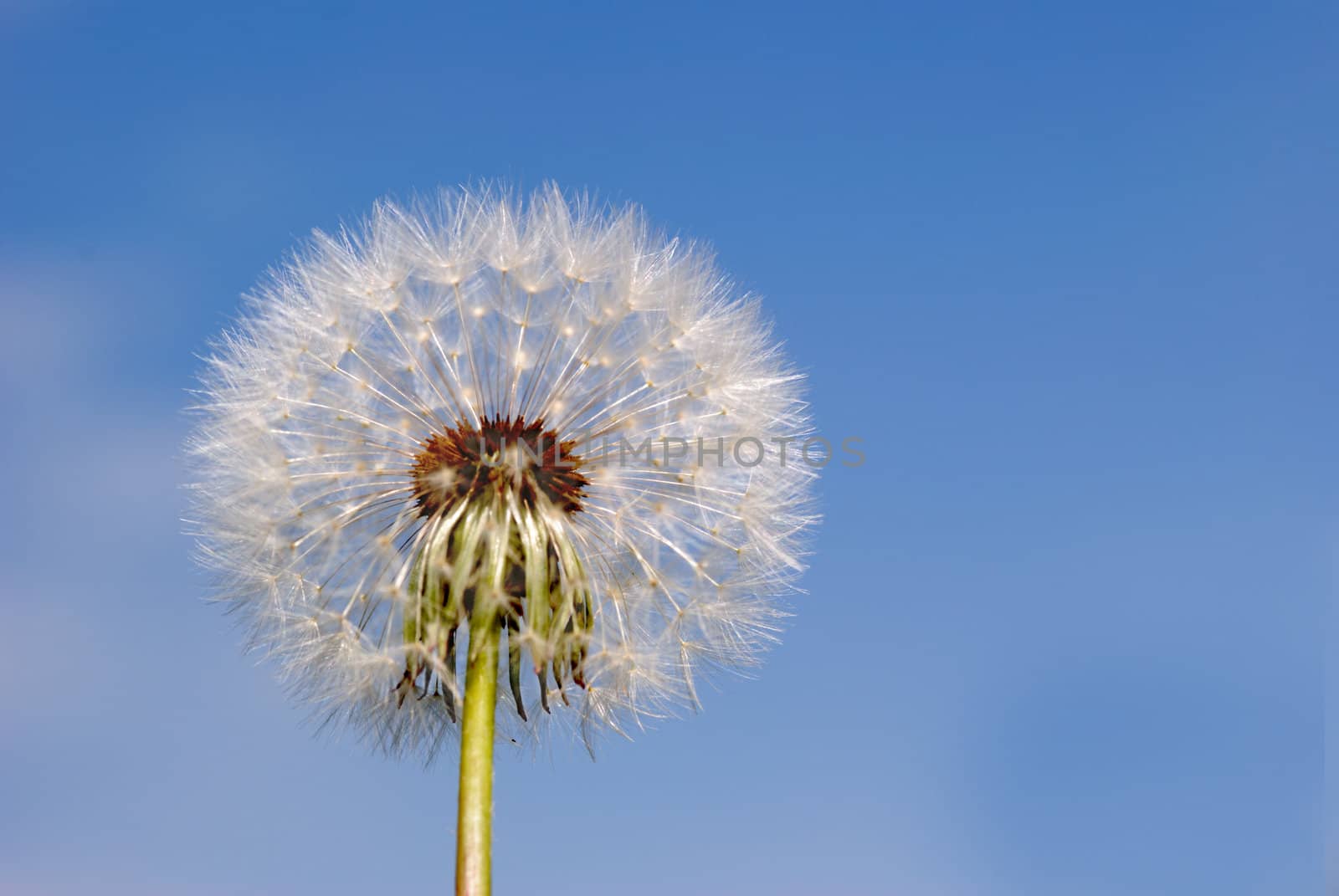 Dandelion. A spring flower on a background of the blue sky
