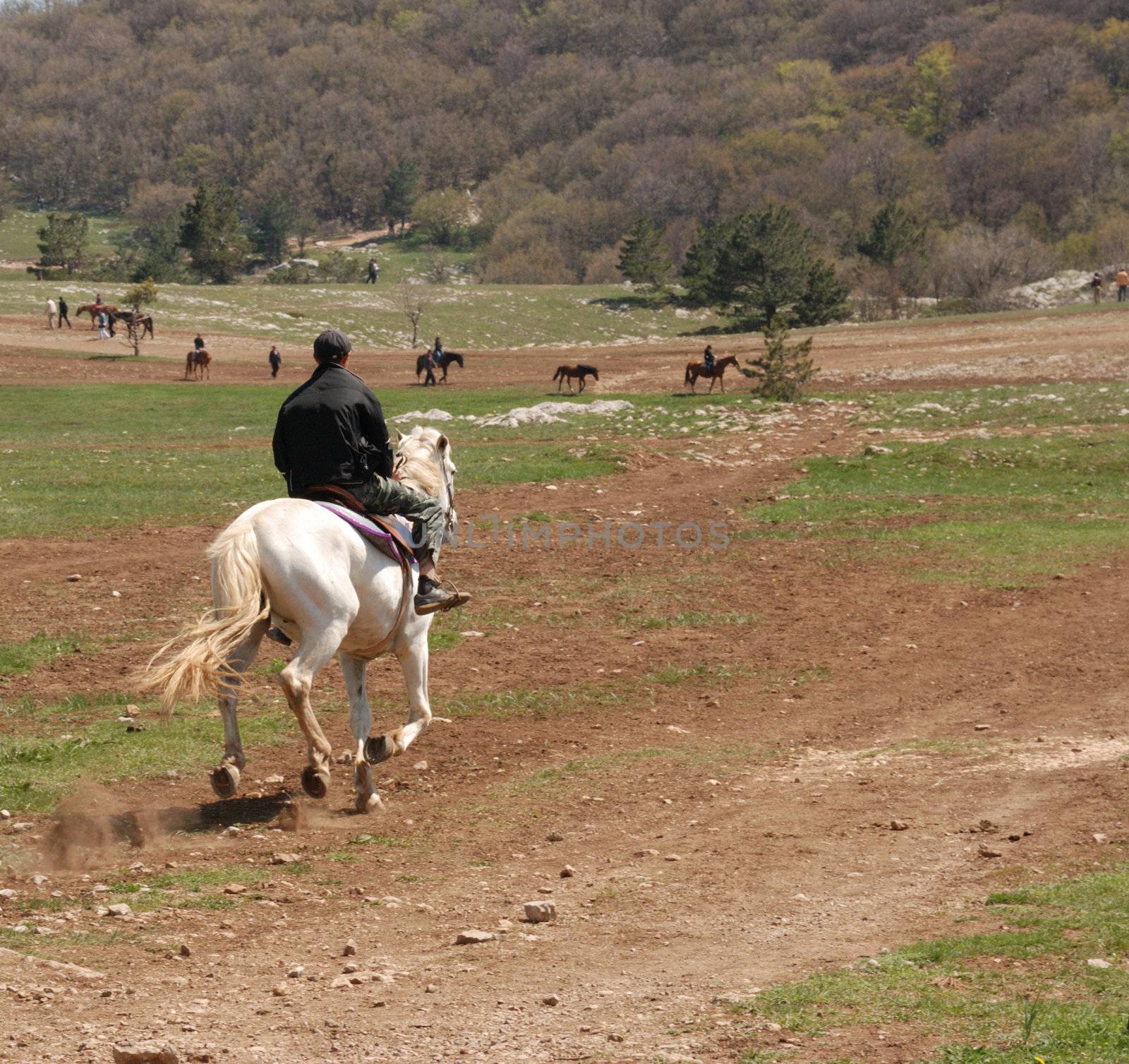 The horseman. A horse running a jog trot with the equestrian