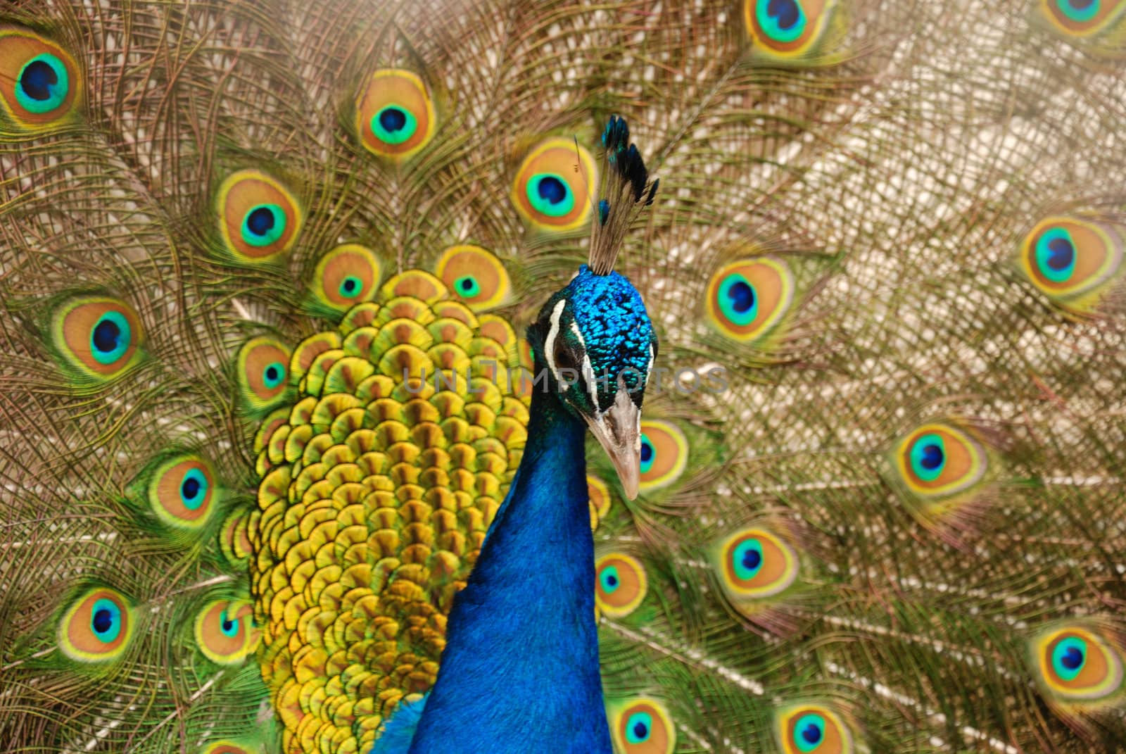 The peacock. male birds of the peacock the dismissed bright tail