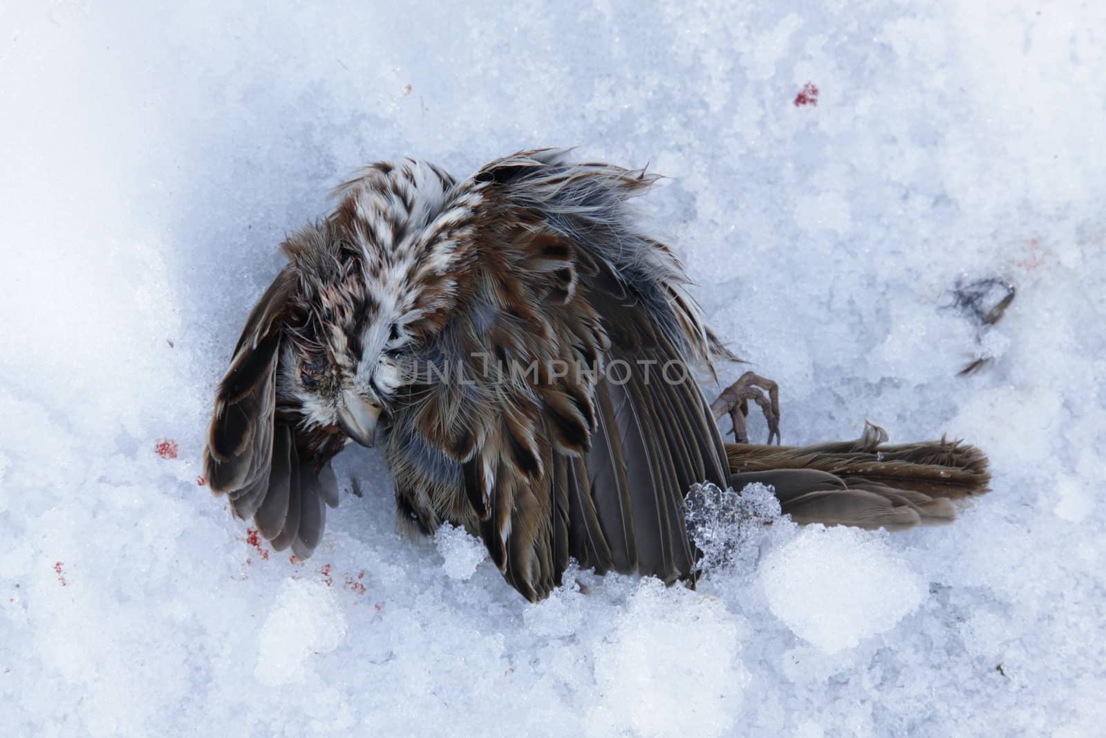 A dead song sparrow in the snow.