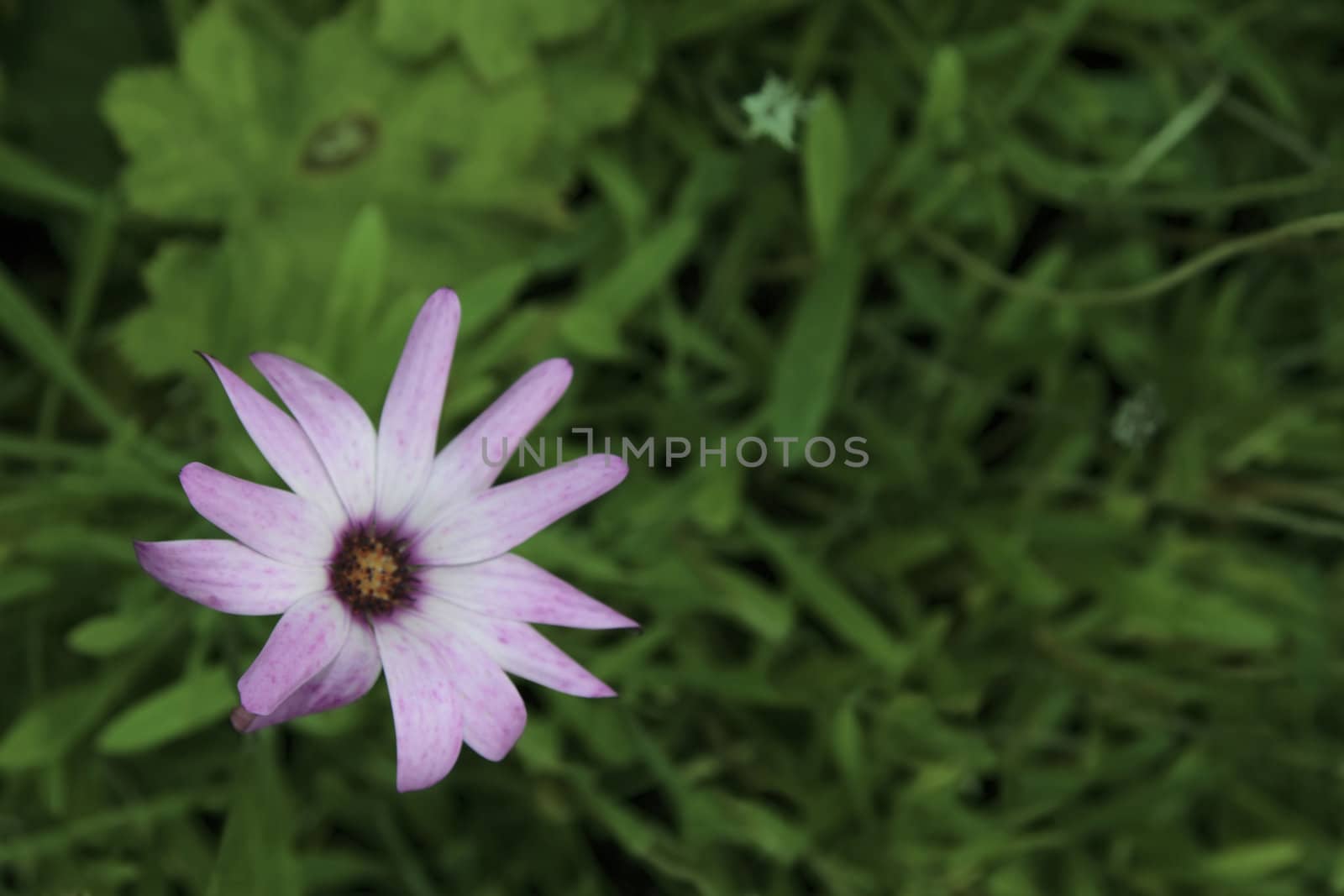 a wild flower in the irish countryside