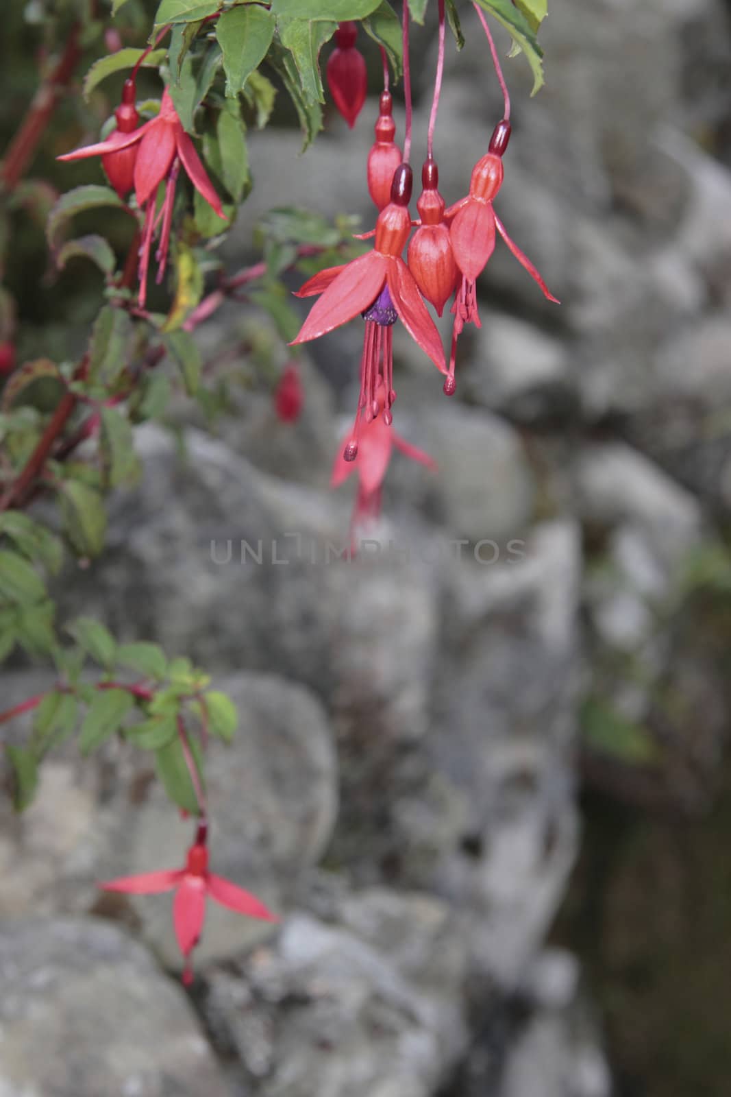 wild fuchsias hanging down in front of a stone wall