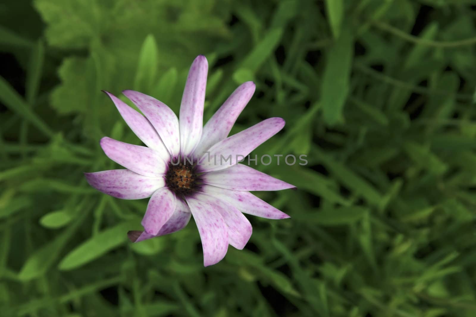 a wild flower in the irish countryside