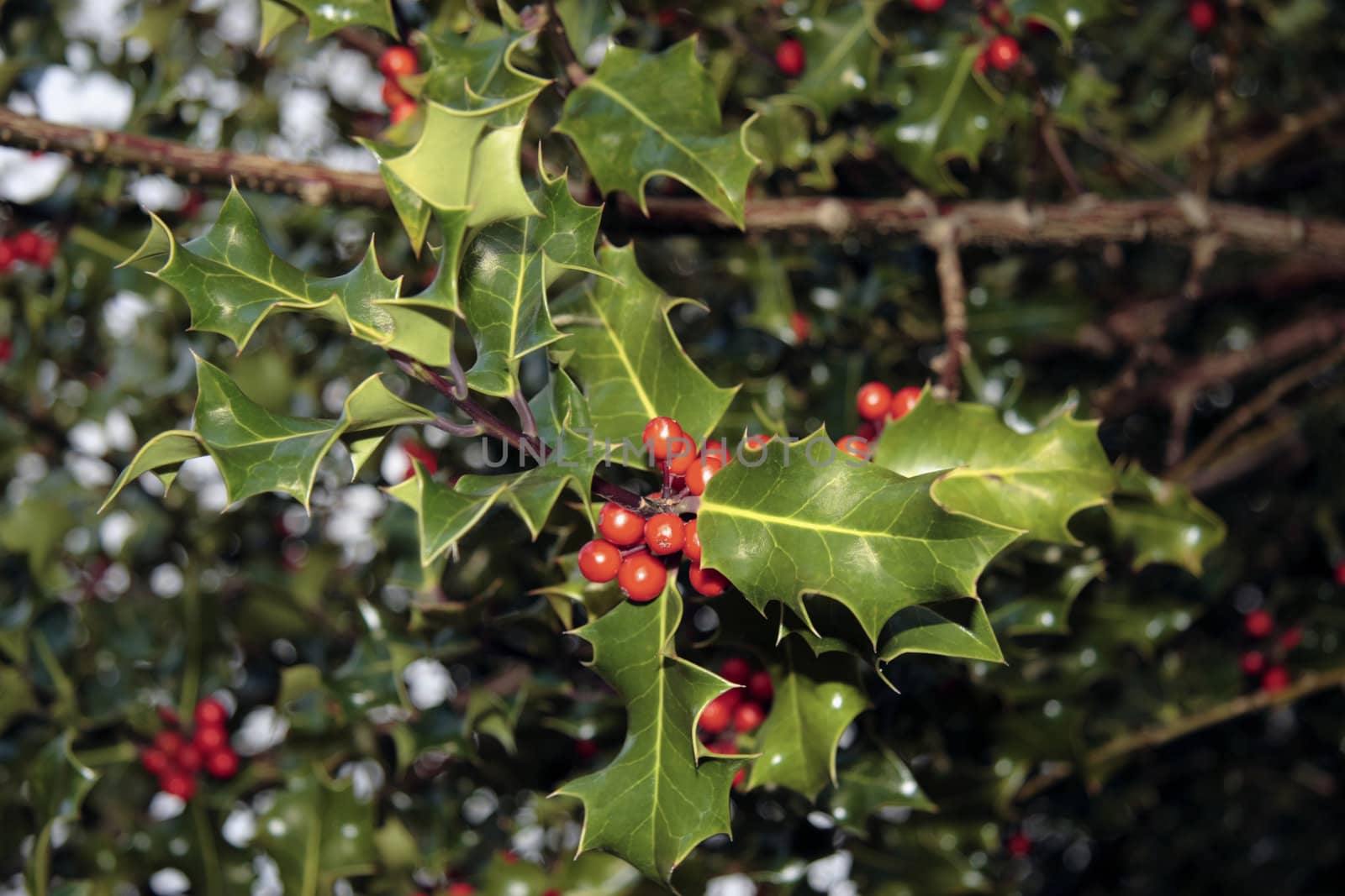 wild holly berries in the irish countryside