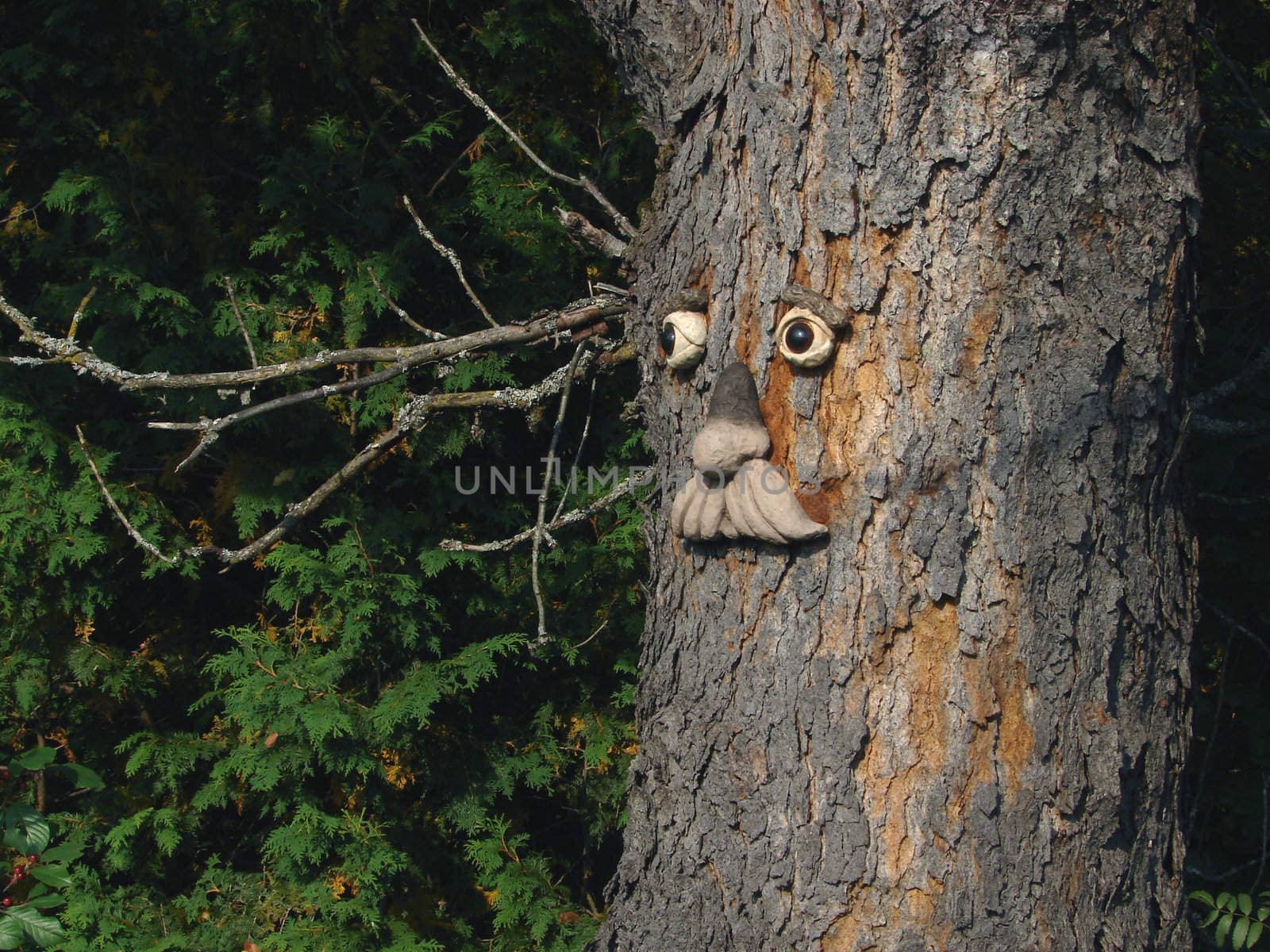 Man face made in a tree in the forest