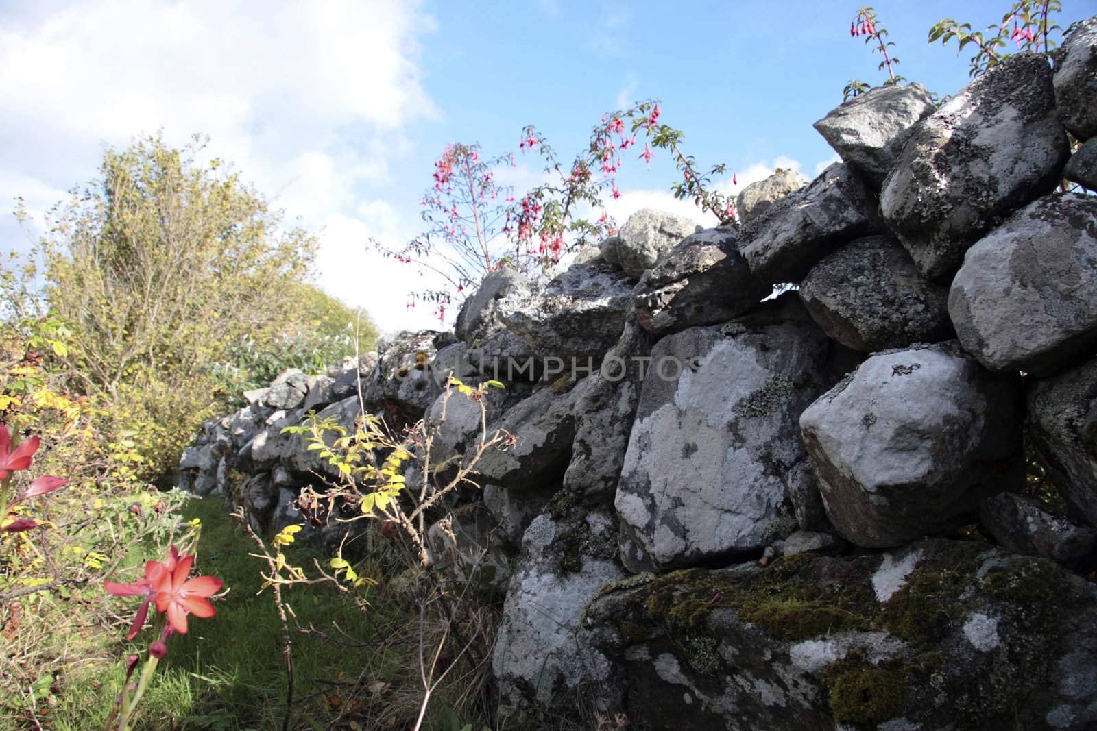 some wild flowers in the irish countryside