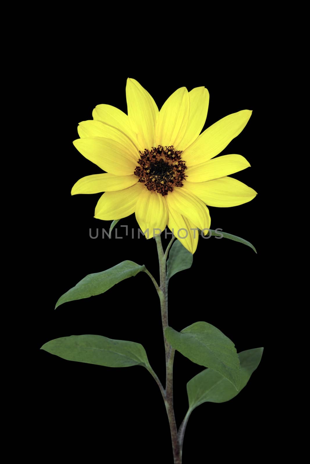 sunflower clipping path by morrbyte