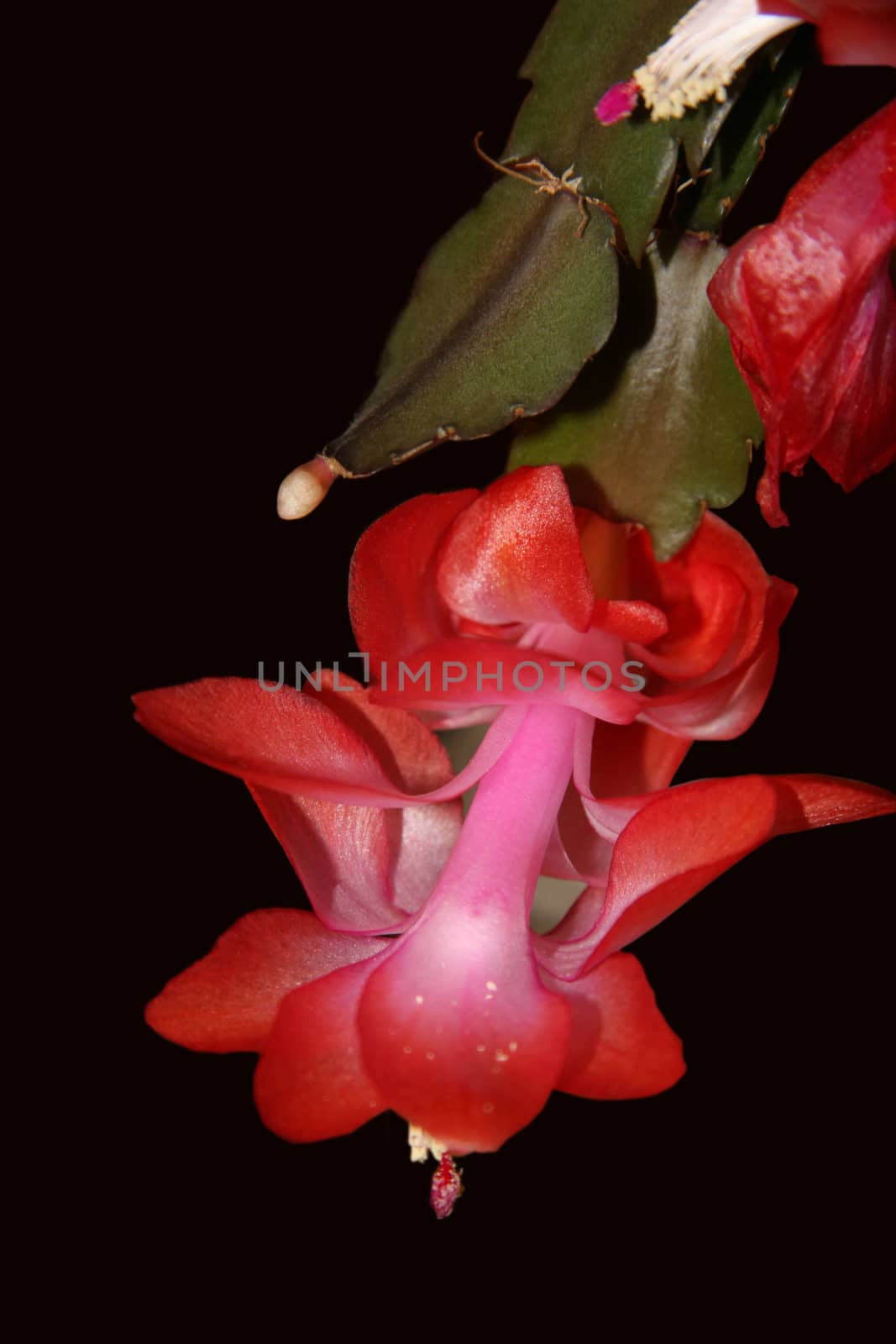 a cactus flower against a dark background