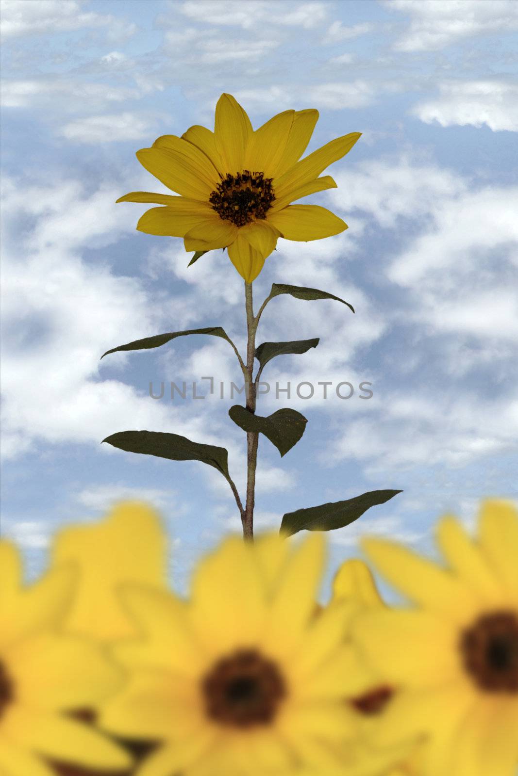 a sunflower stands alone among the crop