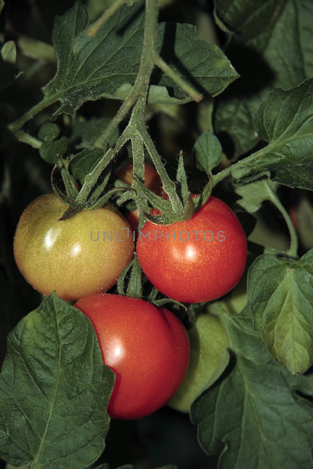 juicy tomatoes ripe and ready for picking