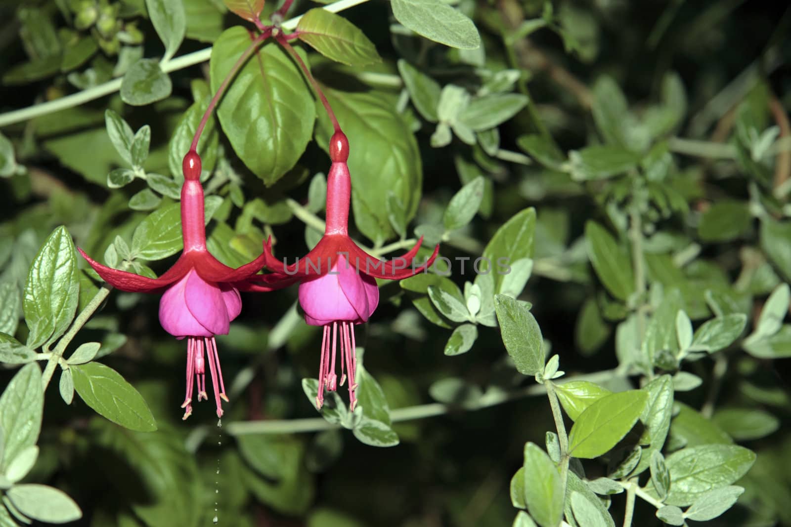 wild fuchsias hanging down with a green background and water droplets