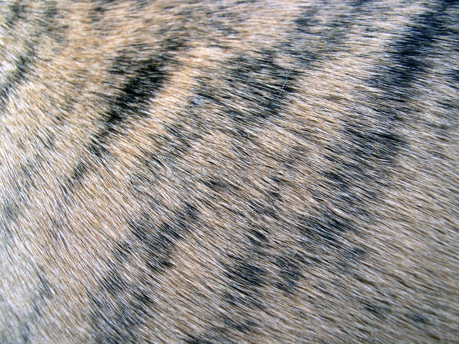 tiger striped pattern in a dog's hair