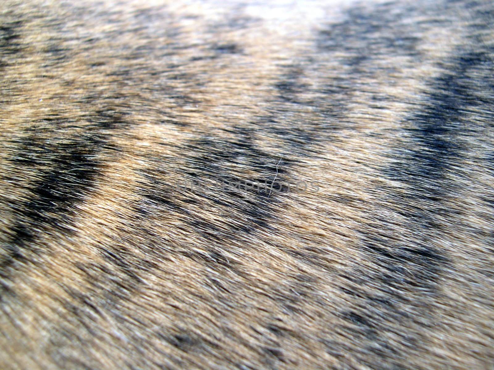tiger striped dog hair by photosbyrob