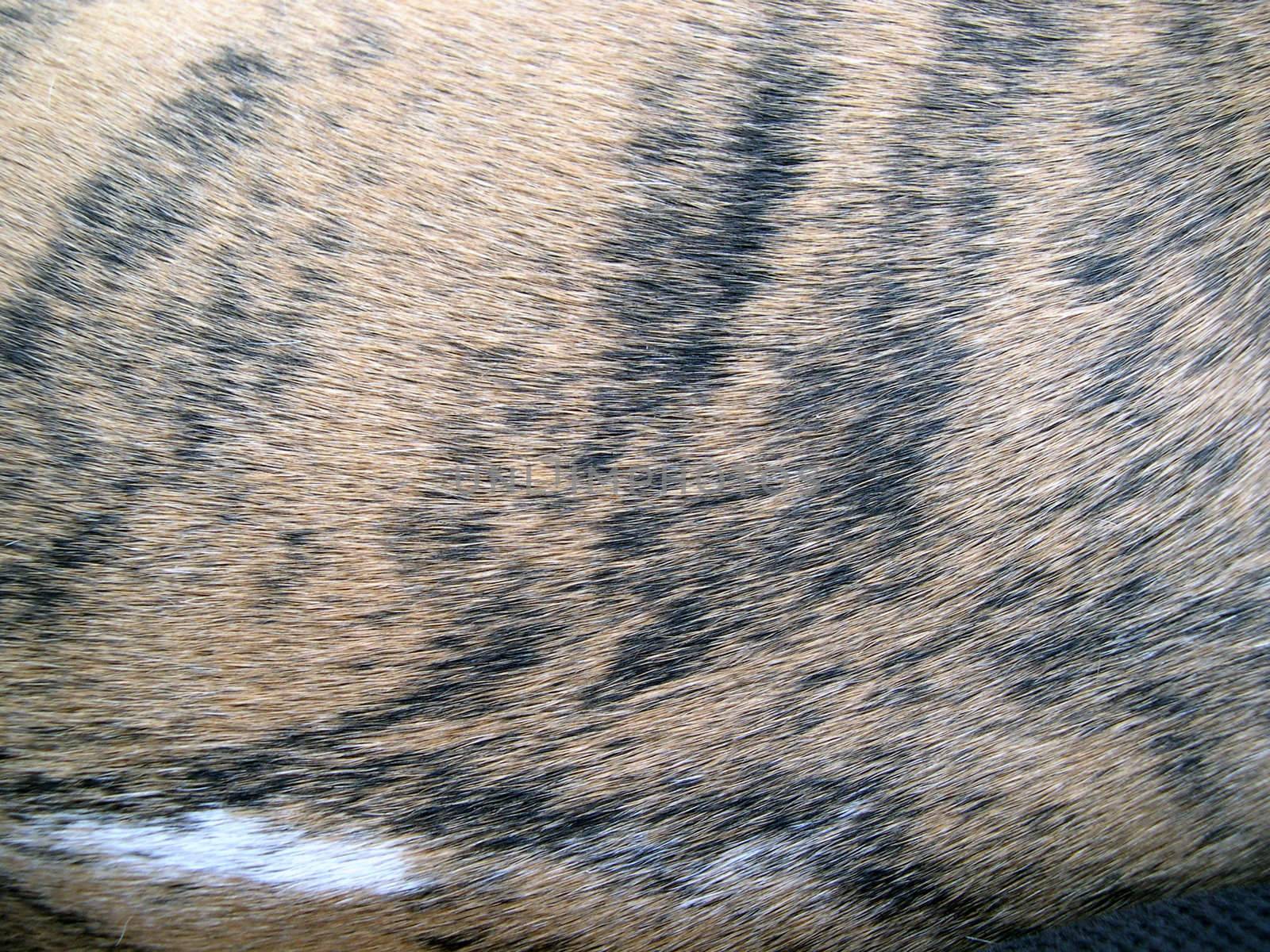 a tiger striped pattern in a dog's coat of hair