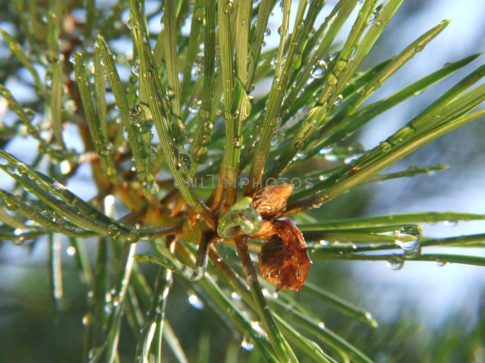 Pinetree needles covered with raindrops closeup