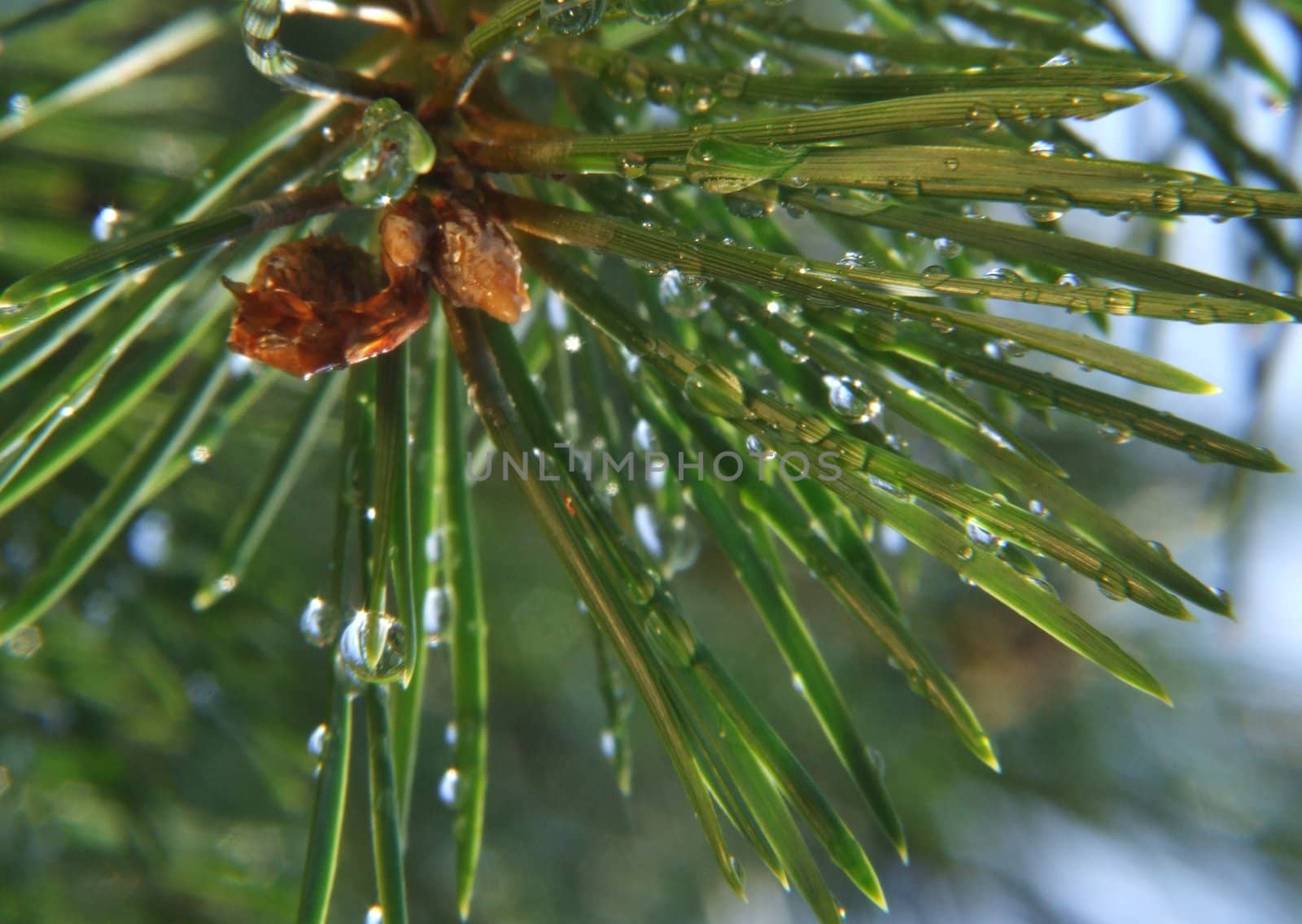 Pinetree needles covered with raindrops closeup