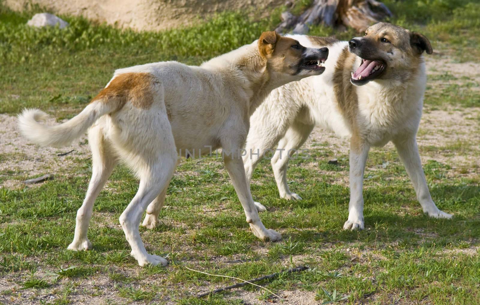 Two dogs fighting outside in the garden