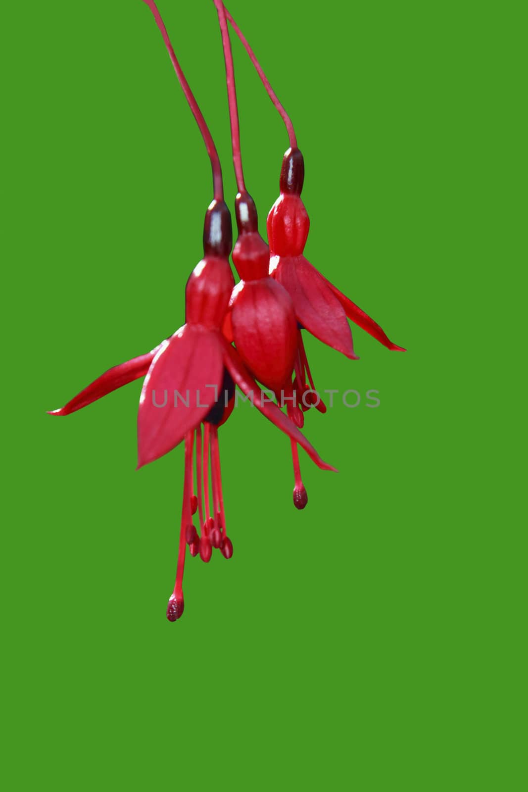 wild fuchsias hanging down with a clipping path