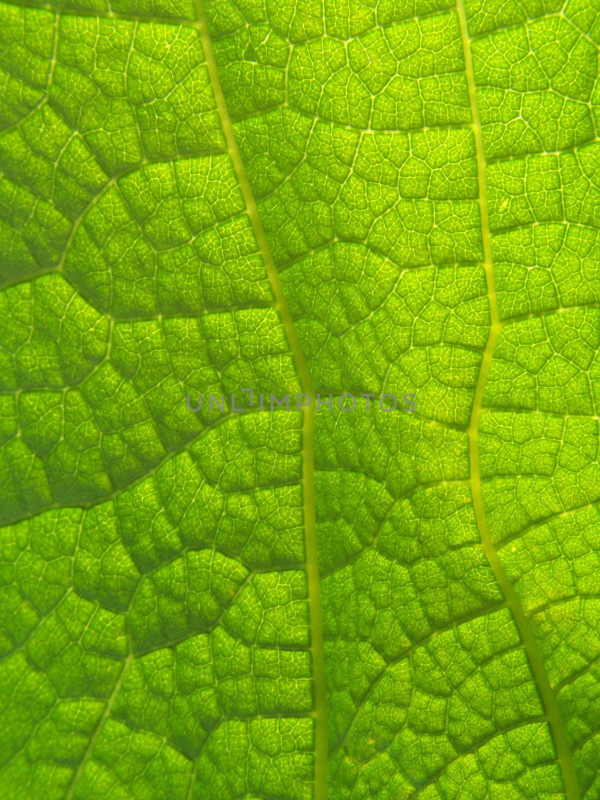 Close up of the emerald colored leaf