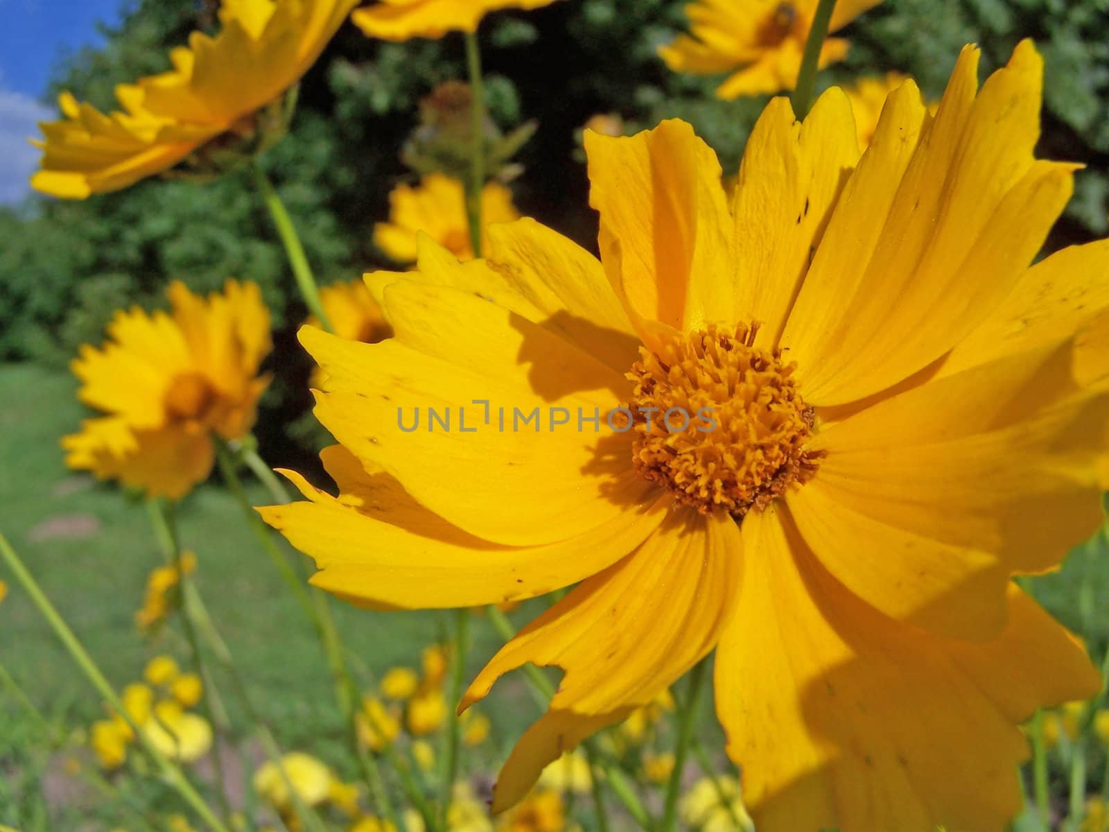 Close up of the sunny colored marigold.