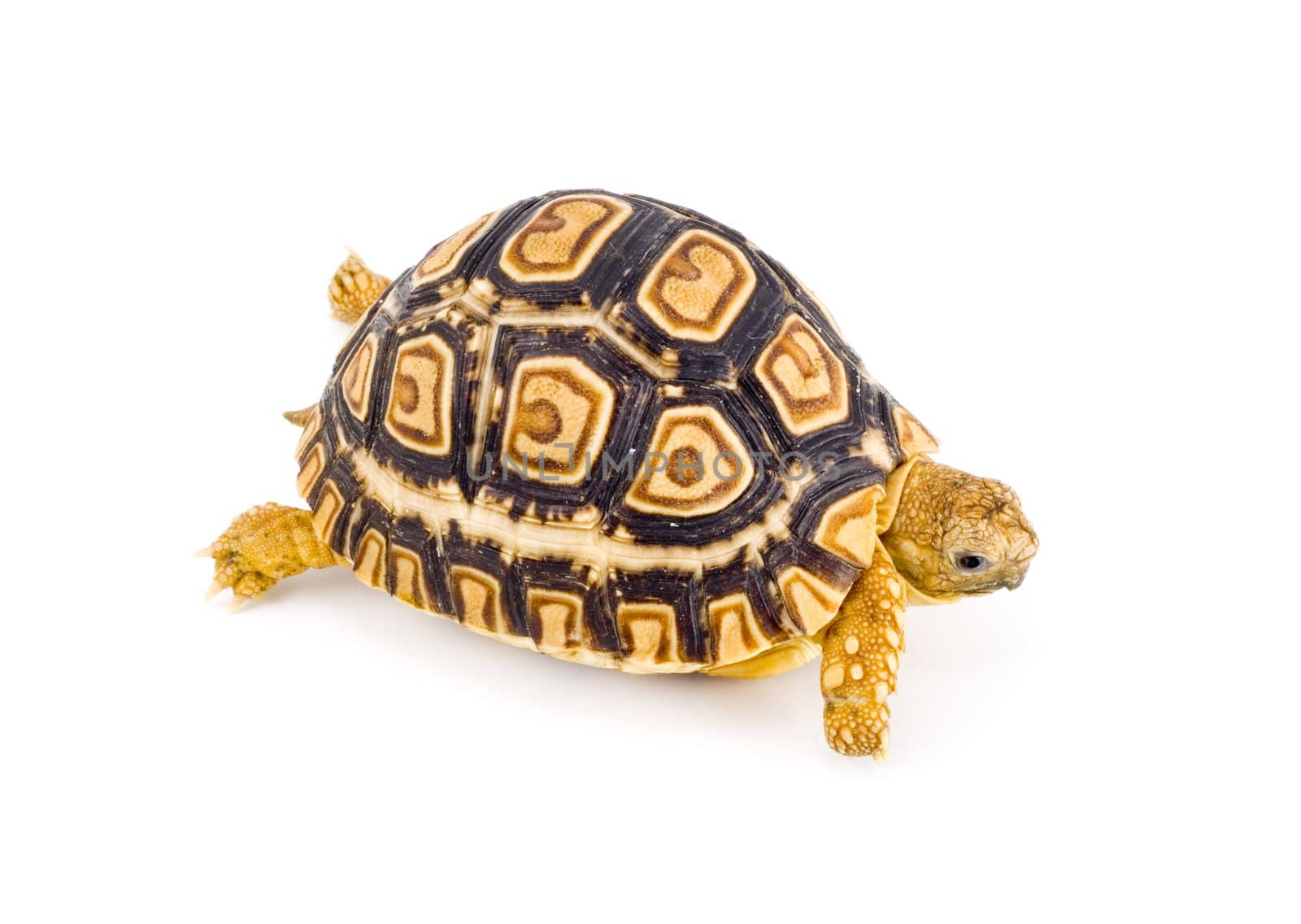 a young tortoise - Geochelone Pardalis - on the white background - close up