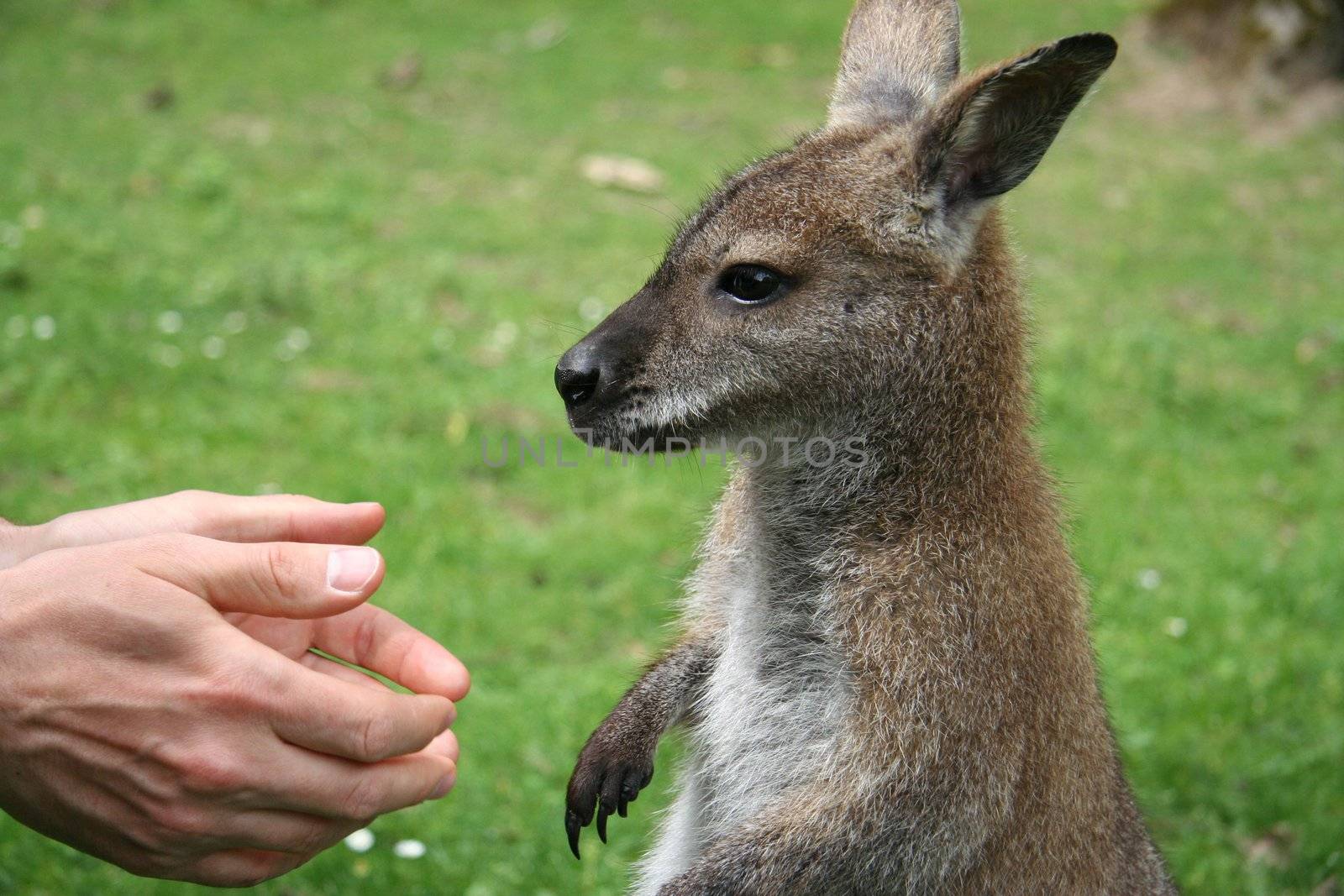 Man trying to shake hands with a small kangaroo