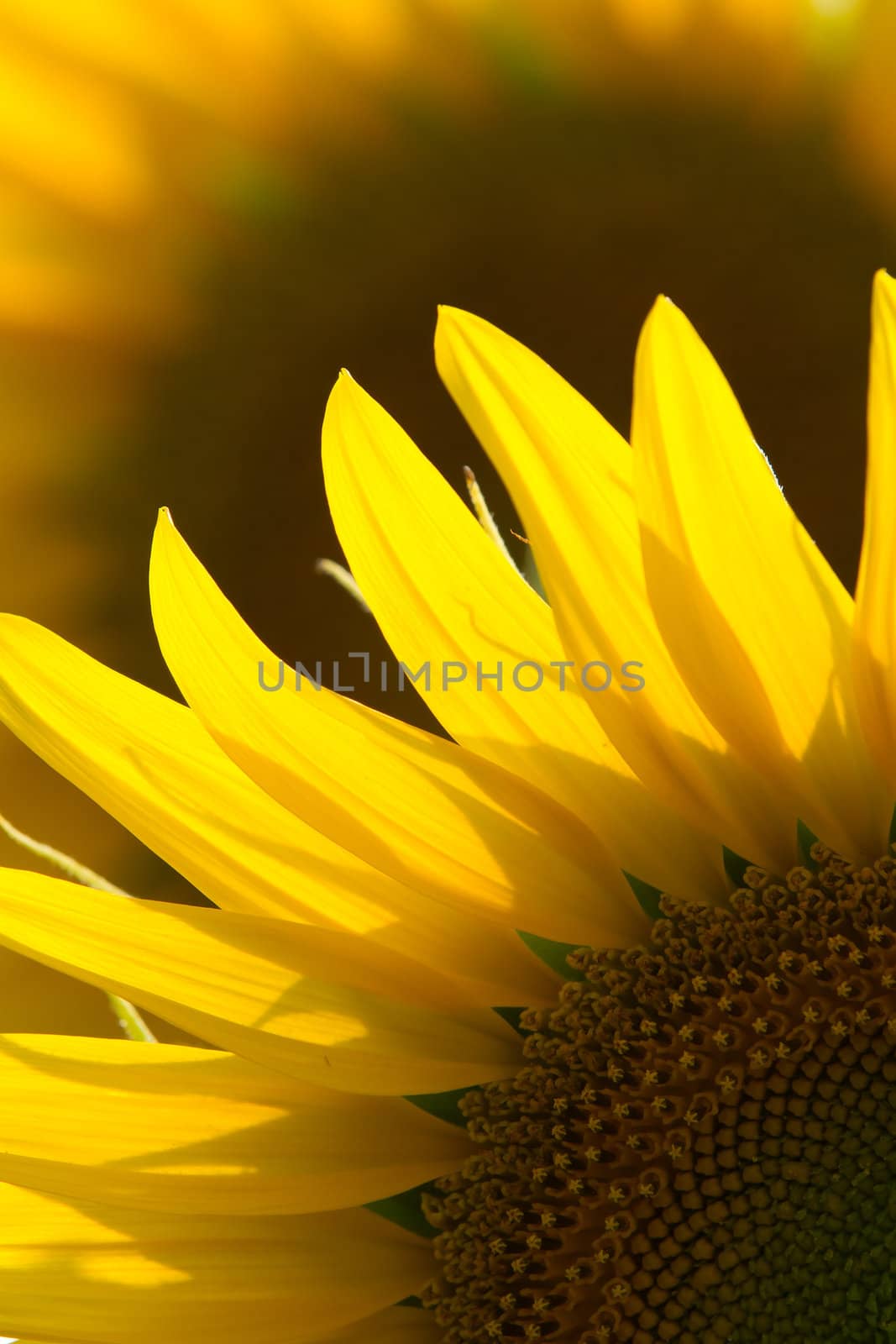 sunflower close up by chrisroll