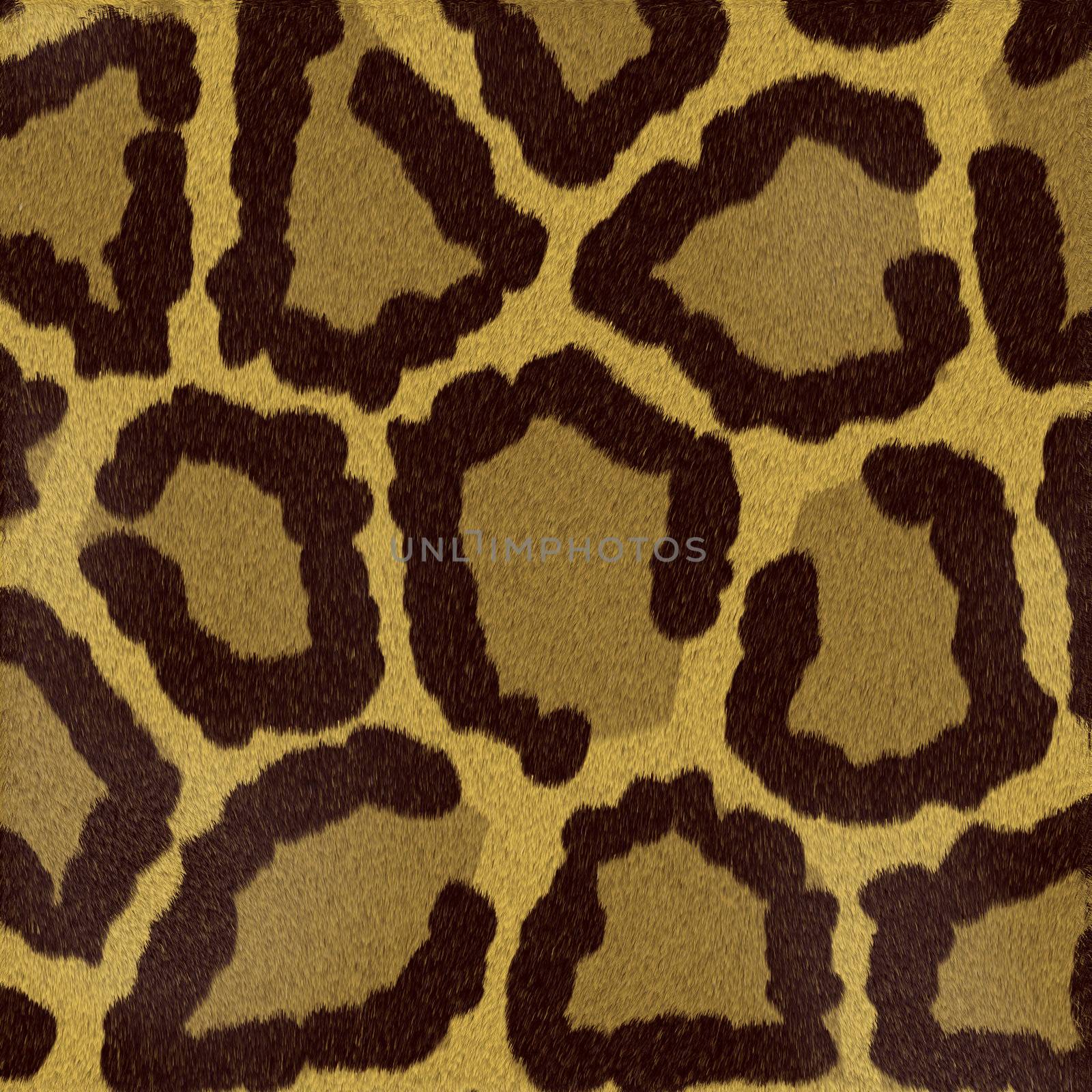 Structure of an animal (short-haired wool) - leopard