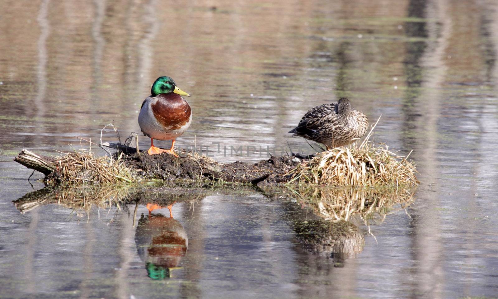 A pair of mallard ducks (Anas platyrhynchos) sitting on a bit some scrub in the middle of a pond.