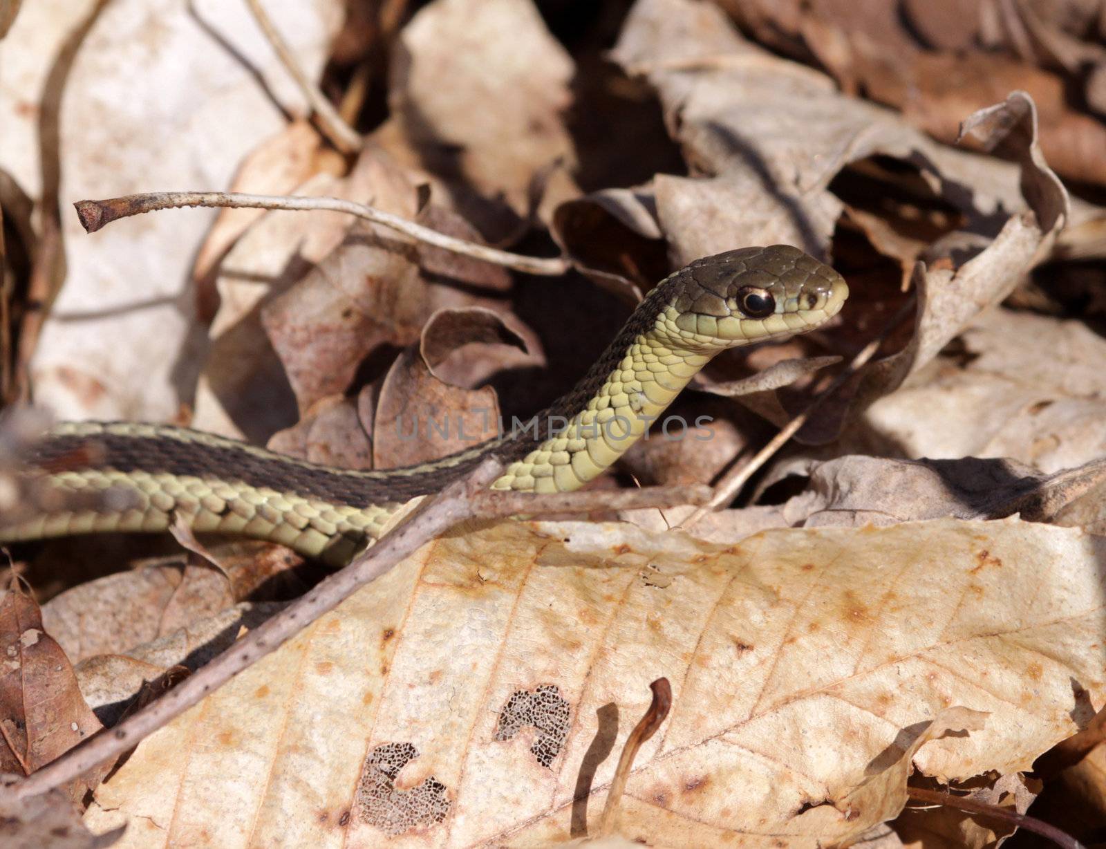A focused eastern garter snake (Thamnophis sirtalis), peering through some dead leaves.