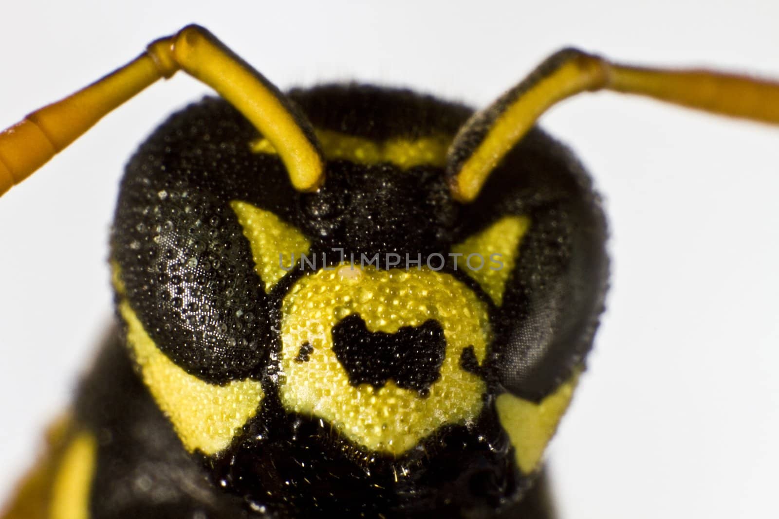wet wasp in close up shot from front