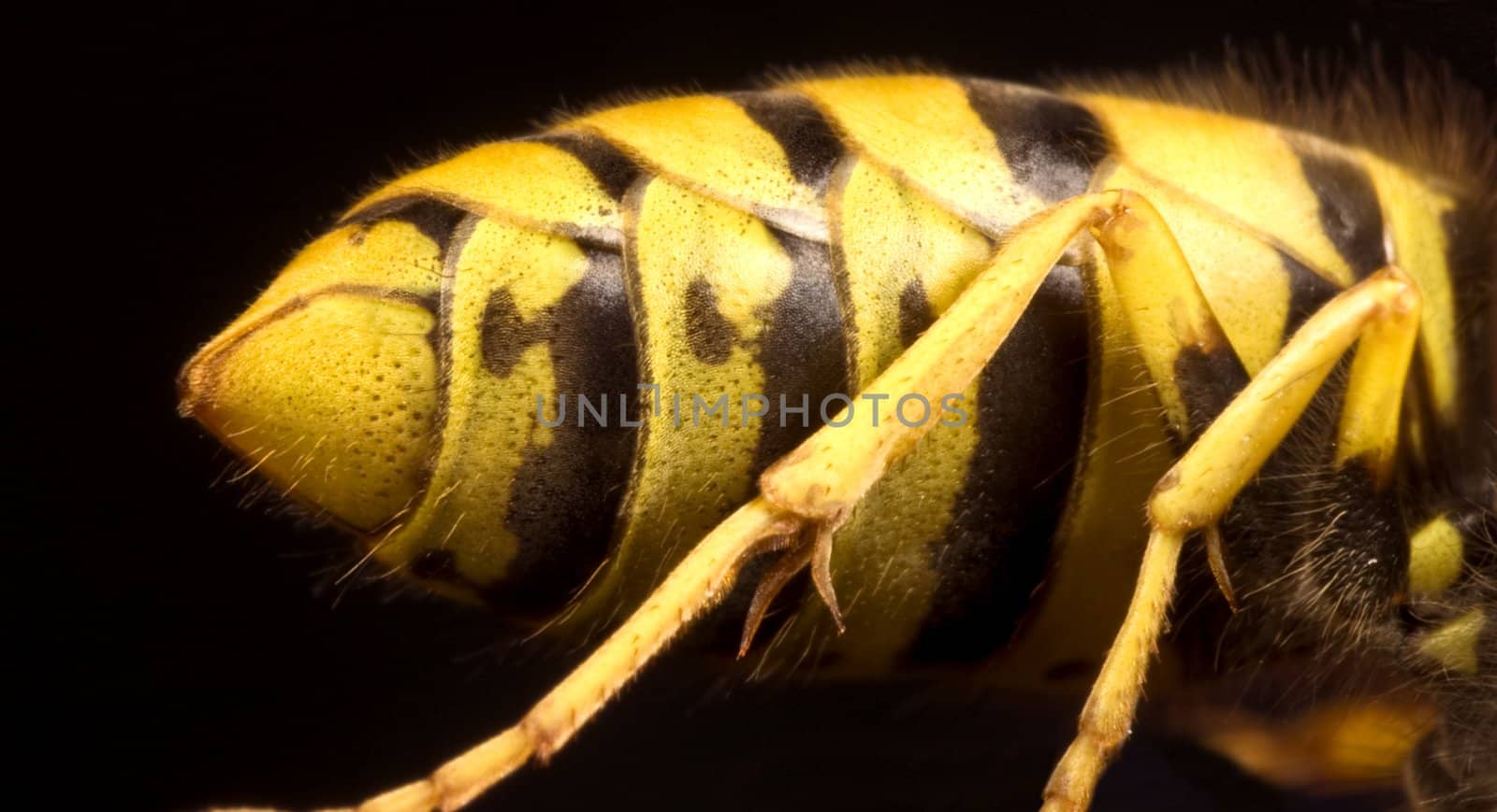 back of wasp in extreme close up with black background
