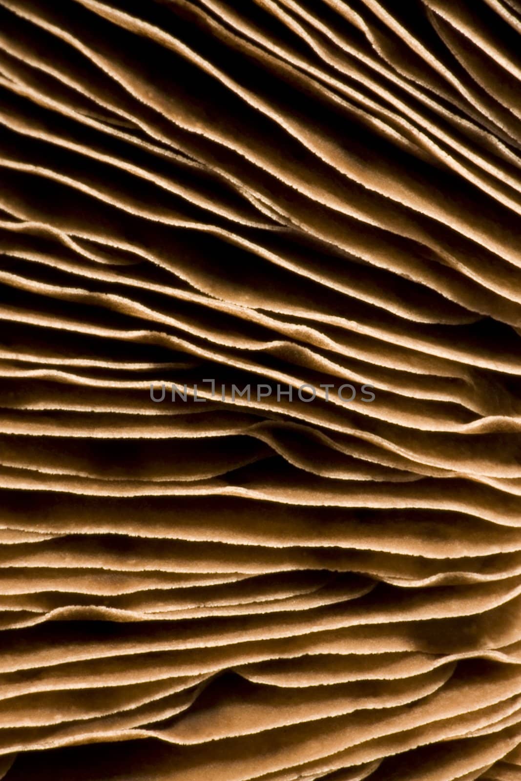 gills of a mushroom by gewoldi