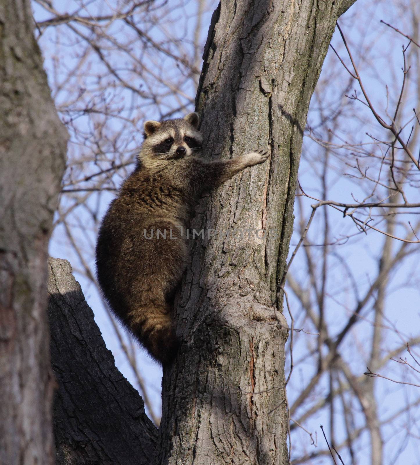 A raccoon (Procyon lotor) tightly hugging a tree.