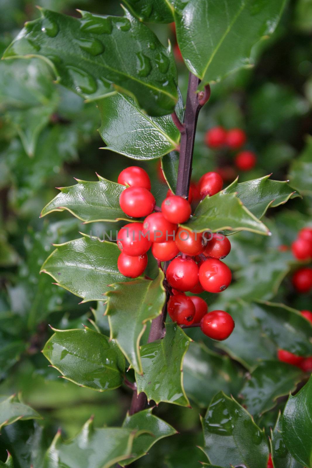 Wet holly berries on a holly bush.
