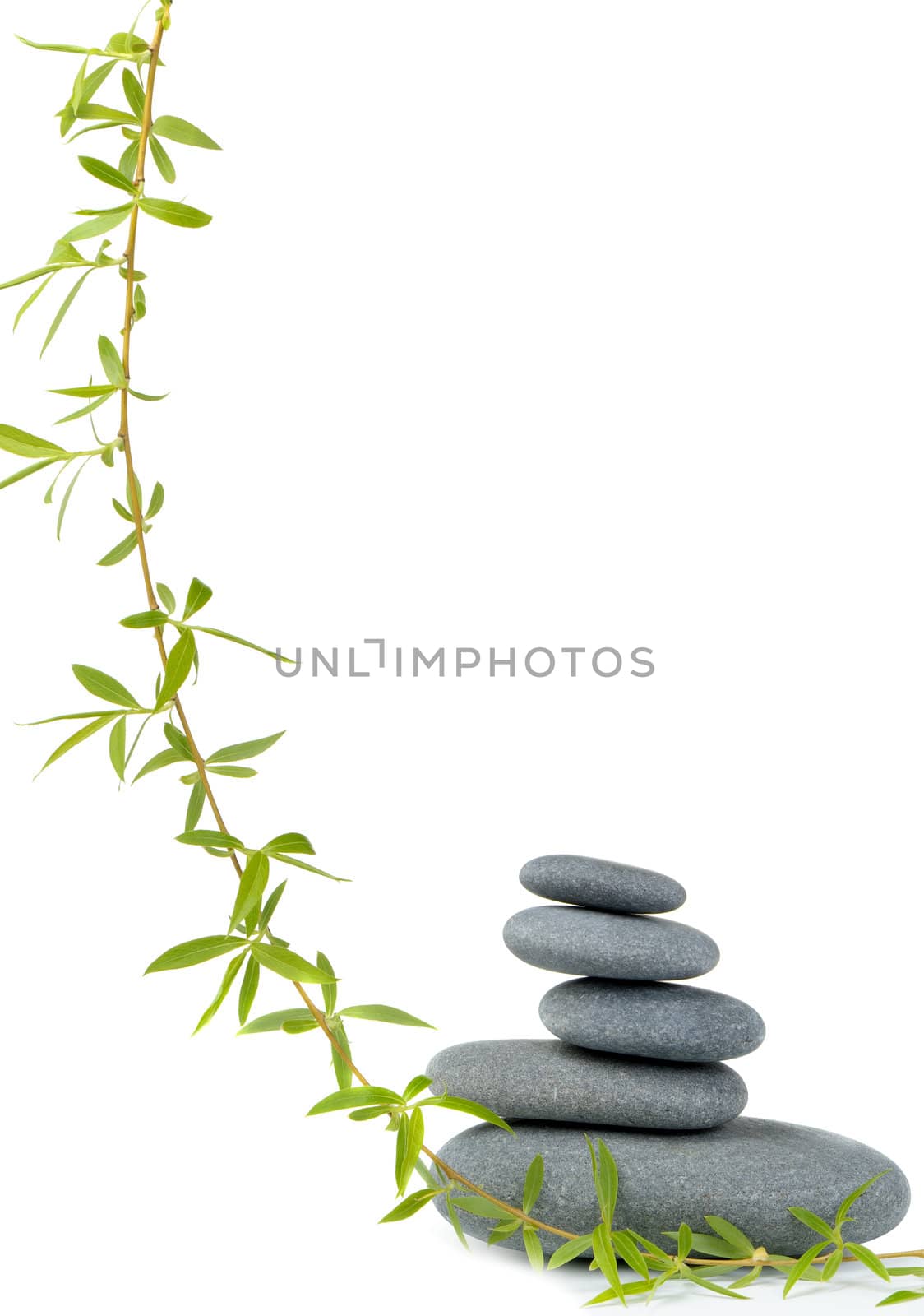 Branch of a tree of a willow and pebble. It is isolated on a white background