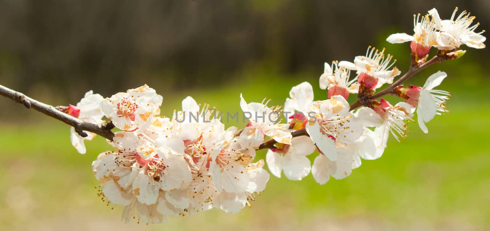 Blossoming branches of a tree. White flowers on a background blur background