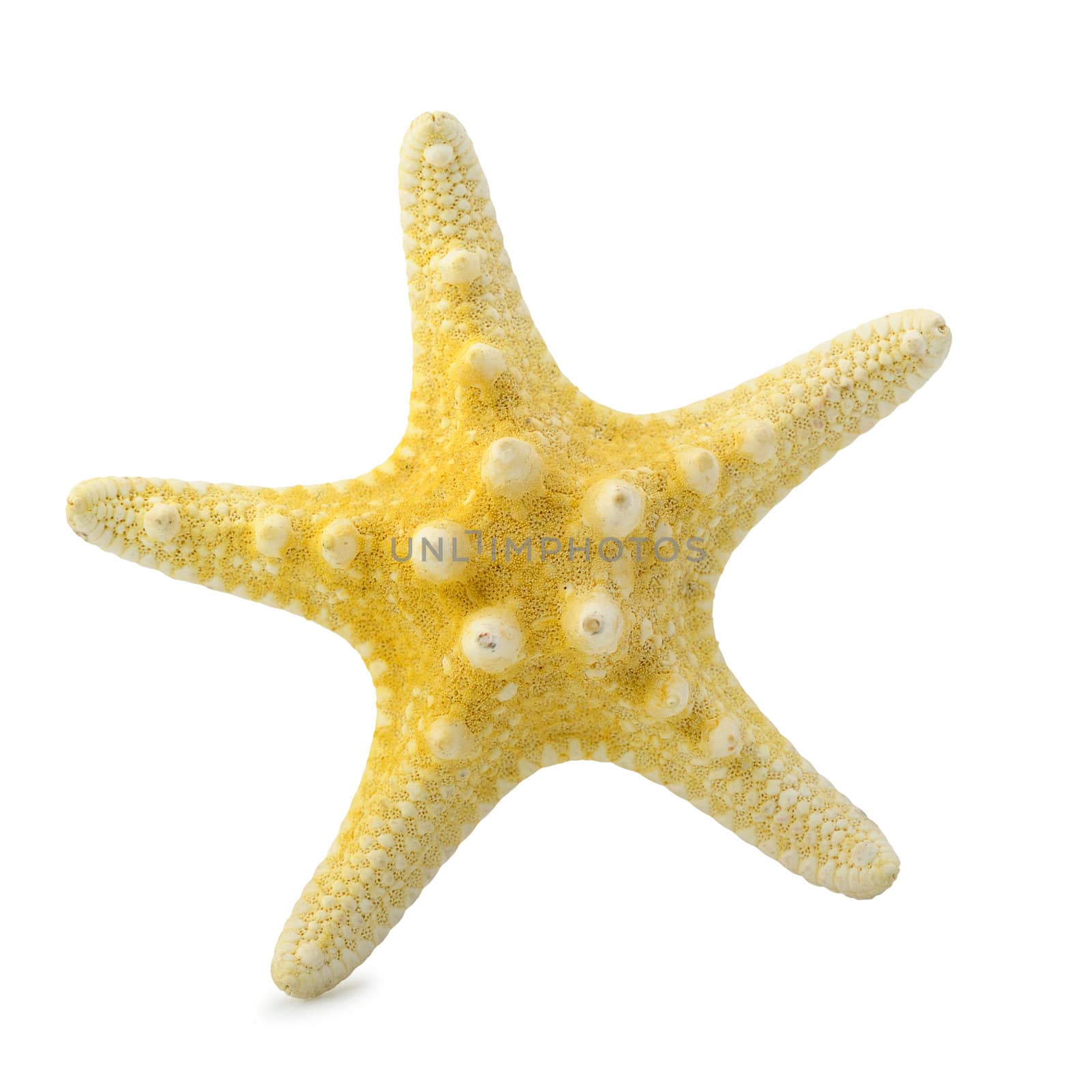 Starfish. It is isolated on a white background. A photo close up