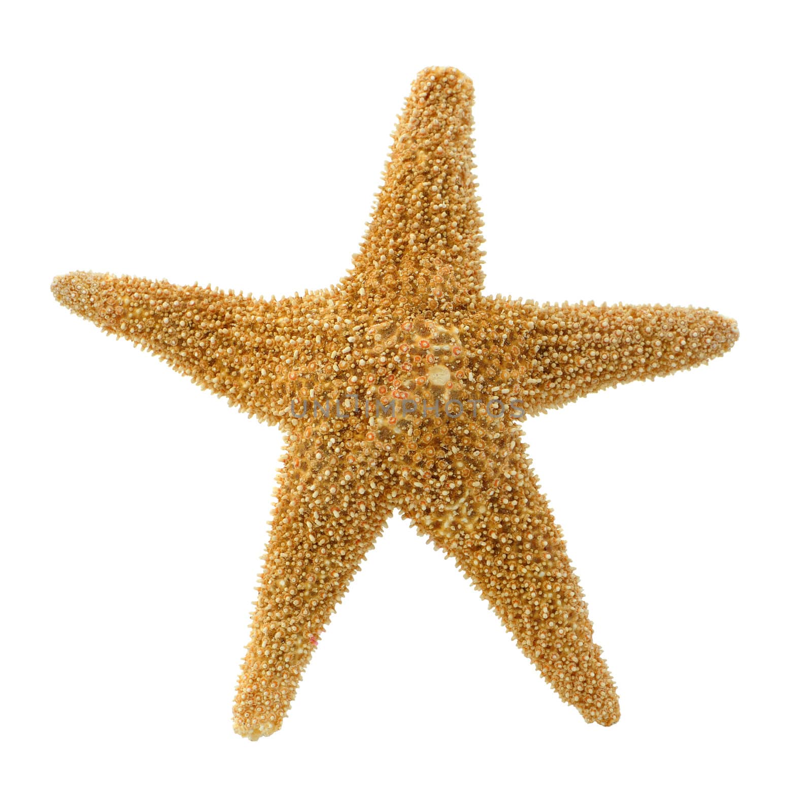 Starfish. It is isolated on a white background. A photo close up