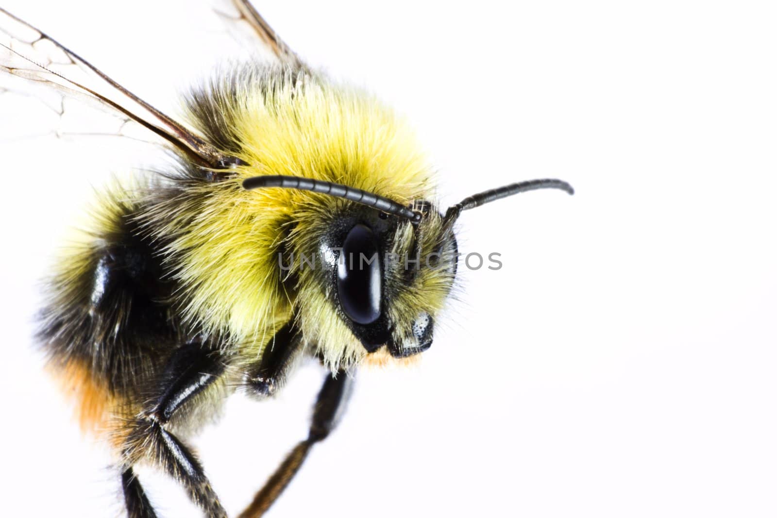 bumblebe in close up before nearly white background. 