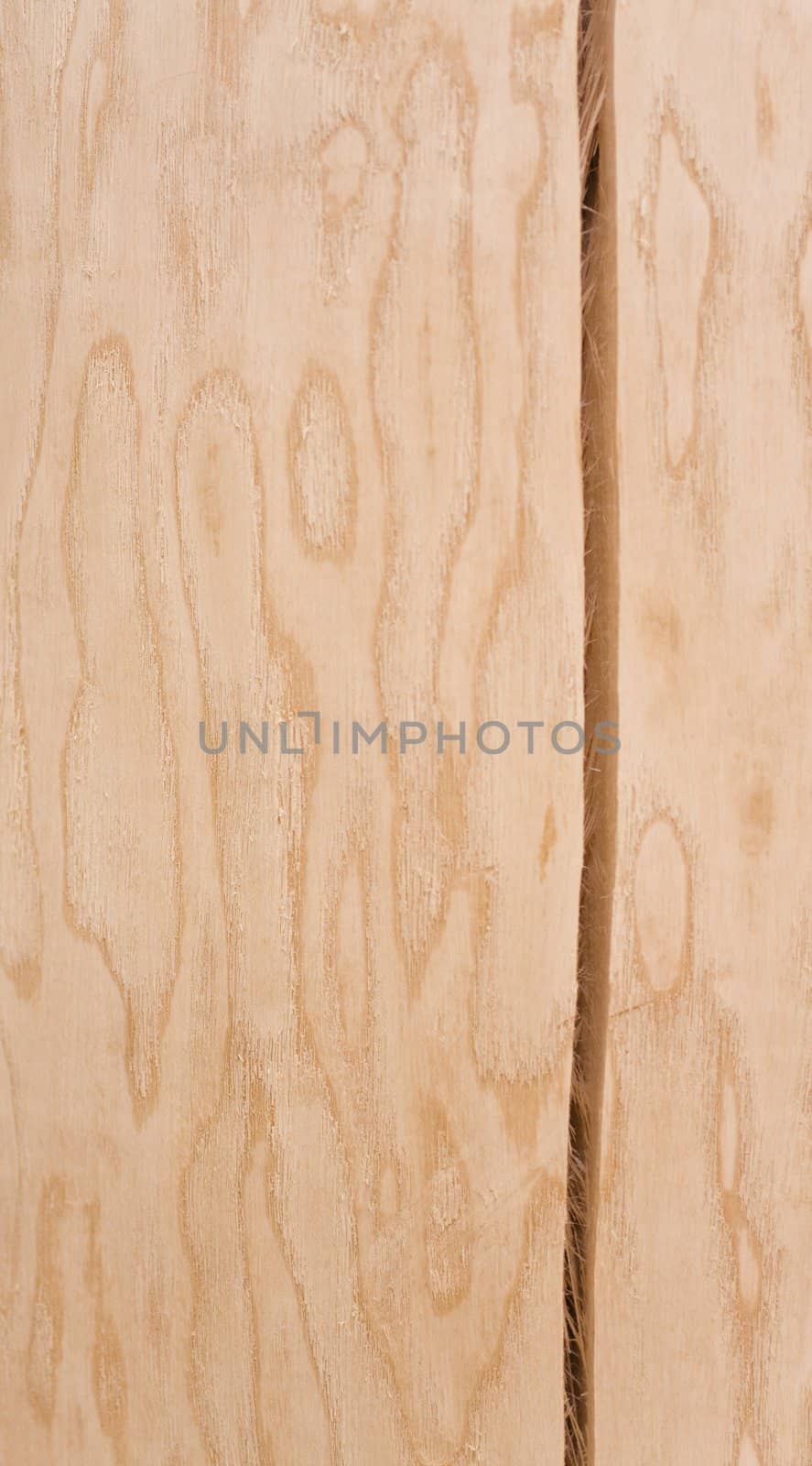 light wooden texture. fresh cut wood.